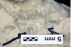 Foto (Detailansicht) von Octoeurax acaresprora (Robins, Feldmann & Schweitzer, 2013) (NHMW-GEO-1990-0041-0512)